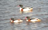 Shelduck.jpg