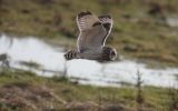 Short-Eared-Owl.jpg