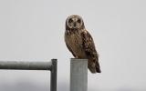 Short-eared-owl-4.jpg