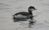 Slavonian-Grebe.jpg