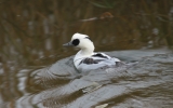 Smew3.jpg