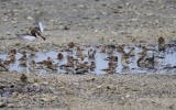 Snow-Buntings.jpg