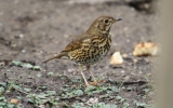 Song-Thrush.jpg