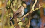 Spotted-Flycatcher.jpg