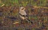 Steppe-Grey-Shrike.jpg