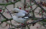 Steppe-Grey-Shrike2.jpg