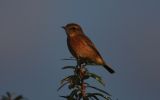 Stonechat2.jpg