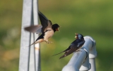 Swallow-Action.jpg