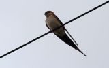 Swallow4.jpg