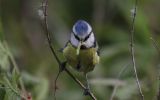 Tired-Blue-Tit.jpg