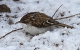 Treecreeper-minus-the-tree.jpg