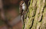 Treecreeper.jpg