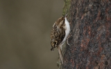 Treecreeper4.jpg