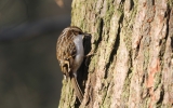 Treecreeper6.jpg