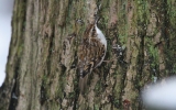 Treecreeper7.jpg