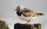 Turnstone2.jpg