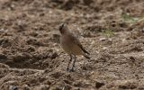 Wheatear1.jpg