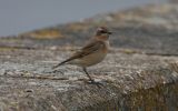 Wheatear4.jpg