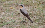 Wheatear7.jpg