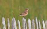 Wheatear8.jpg