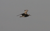 Whimbrel.jpg