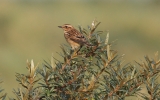 Whinchat.jpg