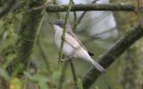 Whitethroat3.jpg