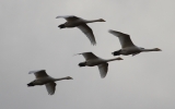 Whoopers-swans-in-flight.jpg