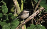 Willow-Tit-Juvenile.jpg