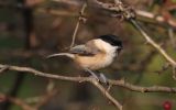 Willow-Tit.jpg