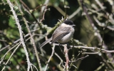 Willow-Tit2.jpg