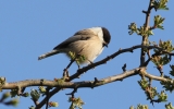 Willow-Tit3.jpg