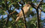 Willow-warbler2.jpg