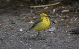 Yellow-Wagtail.jpg