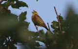 Yellowhammer3.jpg