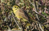 Yellowhammer4.jpg