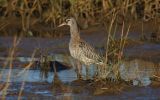 bar-tailed-godwit.jpg