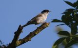 blackcap4.jpg