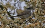 blackcap~0.jpg