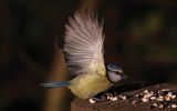 blue-tit-1.jpg