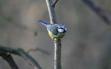 blue-tit.jpg