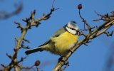 blue-tit2.jpg