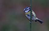 blue-tit~0.jpg