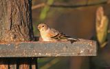 brambling-female.jpg