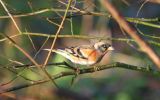 brambling.jpg