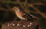 brambling2.jpg