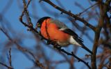 bullfinch~0.jpg