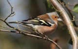 chaffinch.jpg