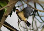 chiffchaff.jpg