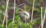 chiffchaff4.jpg